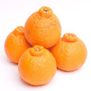 ［先行予約］厳選&nbsp;不知火7.5kg+250g（傷み補償分）［デコポンと同品種・人気の春みかん］