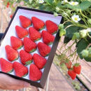 4％の奇跡！【贈答用】静岡県産いちご&nbsp;紅ほっぺ&nbsp;500g×1パック（9～15粒）&nbsp;冷蔵配送【北海道・沖縄・離島&nbsp;配送不可】　苺&nbsp;フルーツ◇