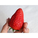 4％の奇跡！【贈答用】静岡県産いちご&nbsp;紅ほっぺ&nbsp;500g×1パック（9～15粒）&nbsp;冷蔵配送【北海道・沖縄・離島&nbsp;配送不可】　苺&nbsp;フルーツ◇