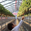 4％の奇跡！【贈答用】静岡県産いちご&nbsp;紅ほっぺ&nbsp;500g×1パック（9～15粒）&nbsp;冷蔵配送【北海道・沖縄・離島&nbsp;配送不可】　苺&nbsp;フルーツ◇