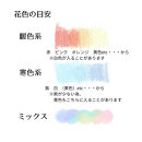 神戸チューリップの花束