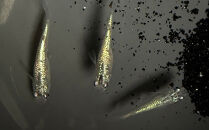 角田市産めだか（鬼ギャルシリーズ）　2ペア