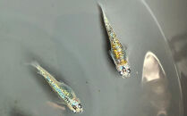 角田市産めだか（鬼ギャルシリーズ）　2ペア