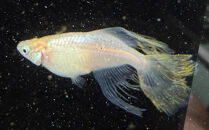 角田市産めだか（マーメイドシリーズ）　2ペア