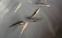 角田市産めだか（ミックス）10匹