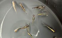 角田市産めだか（ミックス）10匹