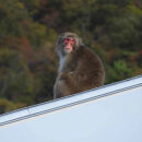 八海山&nbsp;ライディーンクラフト&nbsp;麹ベルジャンホワイト（発泡酒）330ml×12本