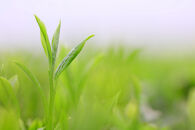 【訳アリ】静岡産抹茶入り玄米茶1kg（200g×5袋）ご家庭用たっぷりサイズ