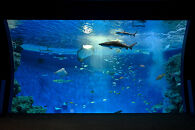 神戸須磨シーワールド入場券　３枚セット（有効期限：～2026年3月31日）