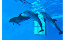 ノアドルフィンドーム&nbsp;ペア入場券