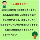 這性トキワマンサク　ルビーランナー