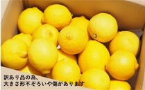 【30箱限定】皮まで美味しい無農薬レモン　家庭用1.6kg