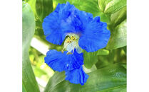 近江瑠璃細工「青の花しずく」ピアス