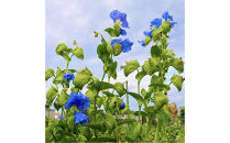 近江瑠璃細工「青の花しずく」ピアス