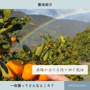 【ふるさと納税】【先行予約】有田みかん&nbsp;早生&nbsp;温州みかん&nbsp;2.7kg（箱込み3kg）&nbsp;訳あり&nbsp;M～２Lサイズ&nbsp;混合&nbsp;柑橘&nbsp;フルーツ&nbsp;みかん&nbsp;産地直送&nbsp;お取り寄せ&nbsp;送料無料&nbsp;温州ミカン