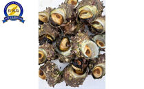 佐渡産天然活サザエ 約2kg