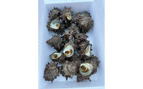 佐渡産天然活サザエ 約2kg