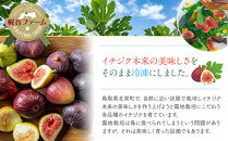 1004.冷凍いちじく（皮付き）1kg&nbsp;|&nbsp;無花果&nbsp;いちじく&nbsp;冷凍無花果&nbsp;冷凍いちじく&nbsp;果物&nbsp;フルーツ&nbsp;新鮮&nbsp;セット&nbsp;鳥取県&nbsp;北栄町&nbsp;産地直送&nbsp;おすすめ&nbsp;人気&nbsp;路地栽培