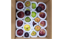 1005.生いちじく（詰め合わせ）1kg | 無花果 いちじく 生無花果 生いちじく 果物 フルーツ 新鮮 セット 鳥取県 北栄町 産地直送 おすすめ 人気 路地栽培