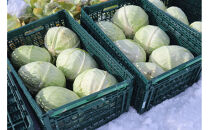 【先行予約】【数量限定】北海道産雪の下キャベツ２玉