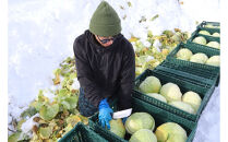 【先行予約】【数量限定】北海道産雪の下キャベツ２玉
