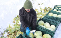 【先行予約】【数量限定】北海道産雪の下キャベツ２玉