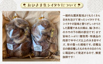 永島農園&nbsp;おひさま生シイタケ500g入り袋×２袋セット【10月下旬から発送】