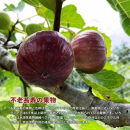 和歌山産&nbsp;いちじく&nbsp;秀品&nbsp;約800g&nbsp;(400g×2パック)