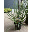 海外から来た矮性&nbsp;パンパスグラス、タイニーパンパ