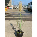 海外から来た矮性&nbsp;パンパスグラス、タイニーパンパ