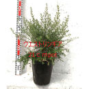 緑の力で地球を元気に！【ウエストリンギア】21cmポット&nbsp;1本