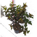 緑の力で地球を元気に！【アメリカテマリシモツケ・ディアボロ】21cmポット