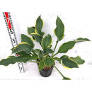 緑の力で地球を元気に！【ギボウシ・リーガルスプレンダー】21cmポット&nbsp;1本