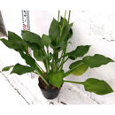 緑の力で地球を元気に！【ギボウシ】15cmポット&nbsp;1本