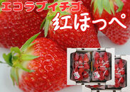 内子町産　いちご「紅ほっぺ」　4パック