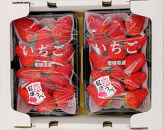 内子町産　いちご「紅ほっぺ」　4パック
