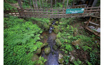 フォレストアドベンチャー・小田原キッズコース体験チケット（小人）【&nbsp;体験チケット&nbsp;神奈川県&nbsp;小田原市&nbsp;】