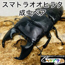 スマトラオオヒラタ 90mmUP 成虫 ペア