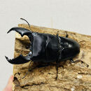 スマトラオオヒラタ 90mmUP 成虫 ペア