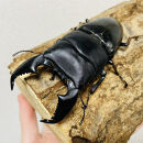 スマトラオオヒラタ 90mmUP 成虫 ペア