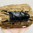 パラワンオオヒラタ 95mmUP 成虫 ペア