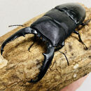 パラワンオオヒラタ 95mmUP 成虫 ペア