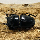 パラワンオオヒラタ 95mmUP 成虫 ペア