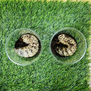 エレファスゾウカブト 幼虫 ペア