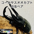 コーカサスオオカブト 幼虫 ペア