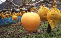 新雪梨 3kg【まえた農園】