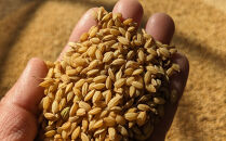 なつほのか（精米）&nbsp;5kg&nbsp;【先行予約／数量限定】