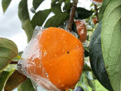 秋の味覚フルーツ定期便 黄桃(黄貴妃)約2kg＆紀の川柿 約2kg【9月・10～11月の計2回発送】