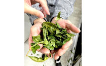 抹茶書®キット&nbsp;（松蘭オリジナル抹茶書色紙作品付き）