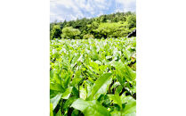 抹茶書®キット&nbsp;（松蘭オリジナル抹茶書色紙作品付き）